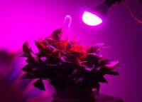 LED светодиодная лампа для растений 7W, E27 превью фото 2