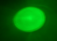 Выводной светодиод 5мм (RGB) превью фото 8